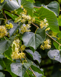 American Linden Redmond