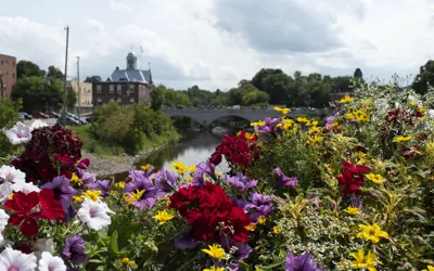 City hall in the background, seen through flowers.
