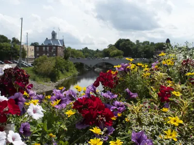 City hall in the background, seen through flowers.