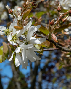 Autumn Brilliance Serviceberry