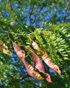 Honeylocust Shademaster