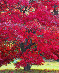 Red Maple