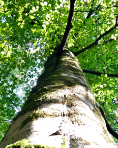 Beech Tree