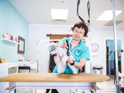 A small dog getting groomed.