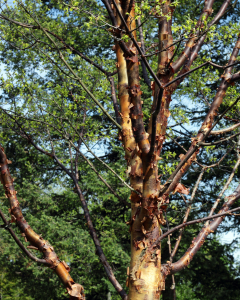 Paperbark Maple